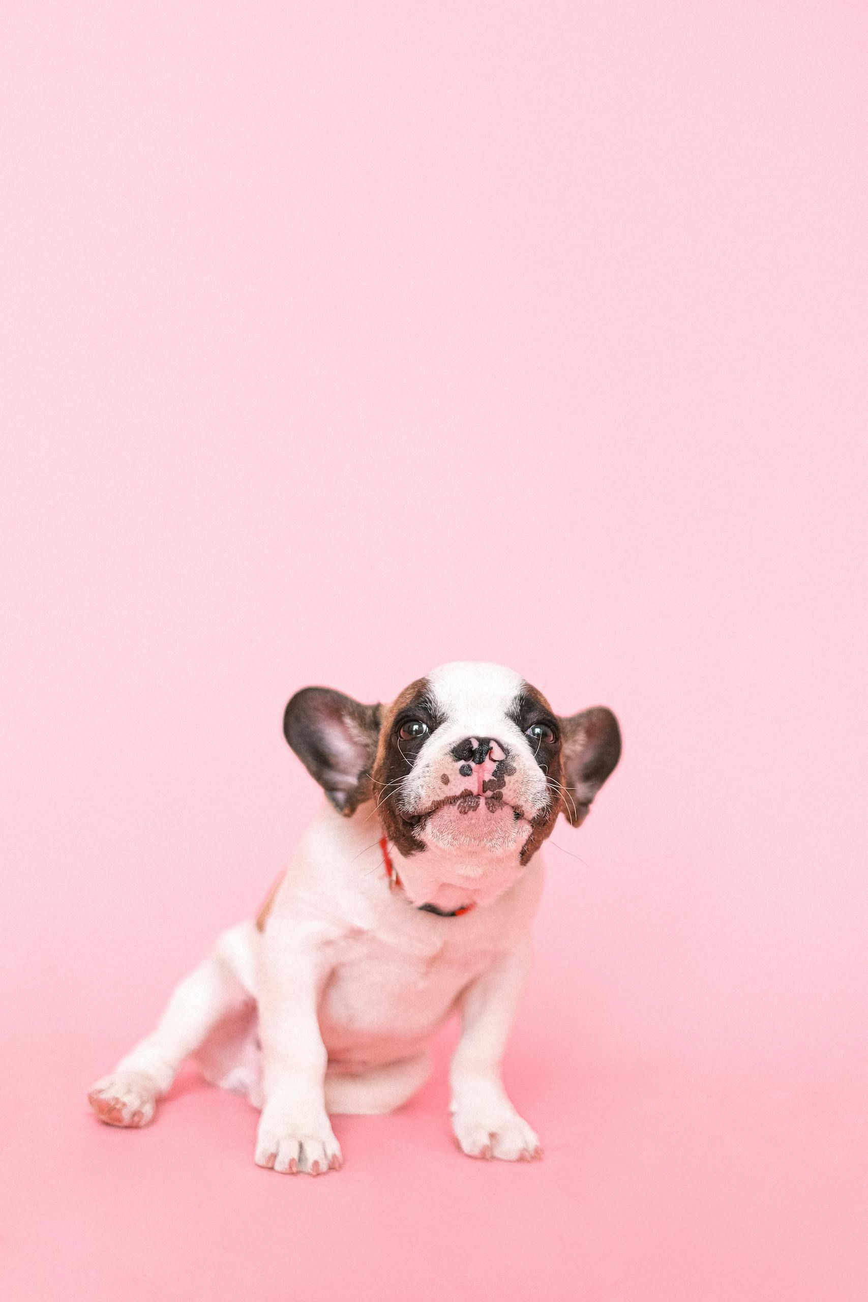 Puppy on Pink Background